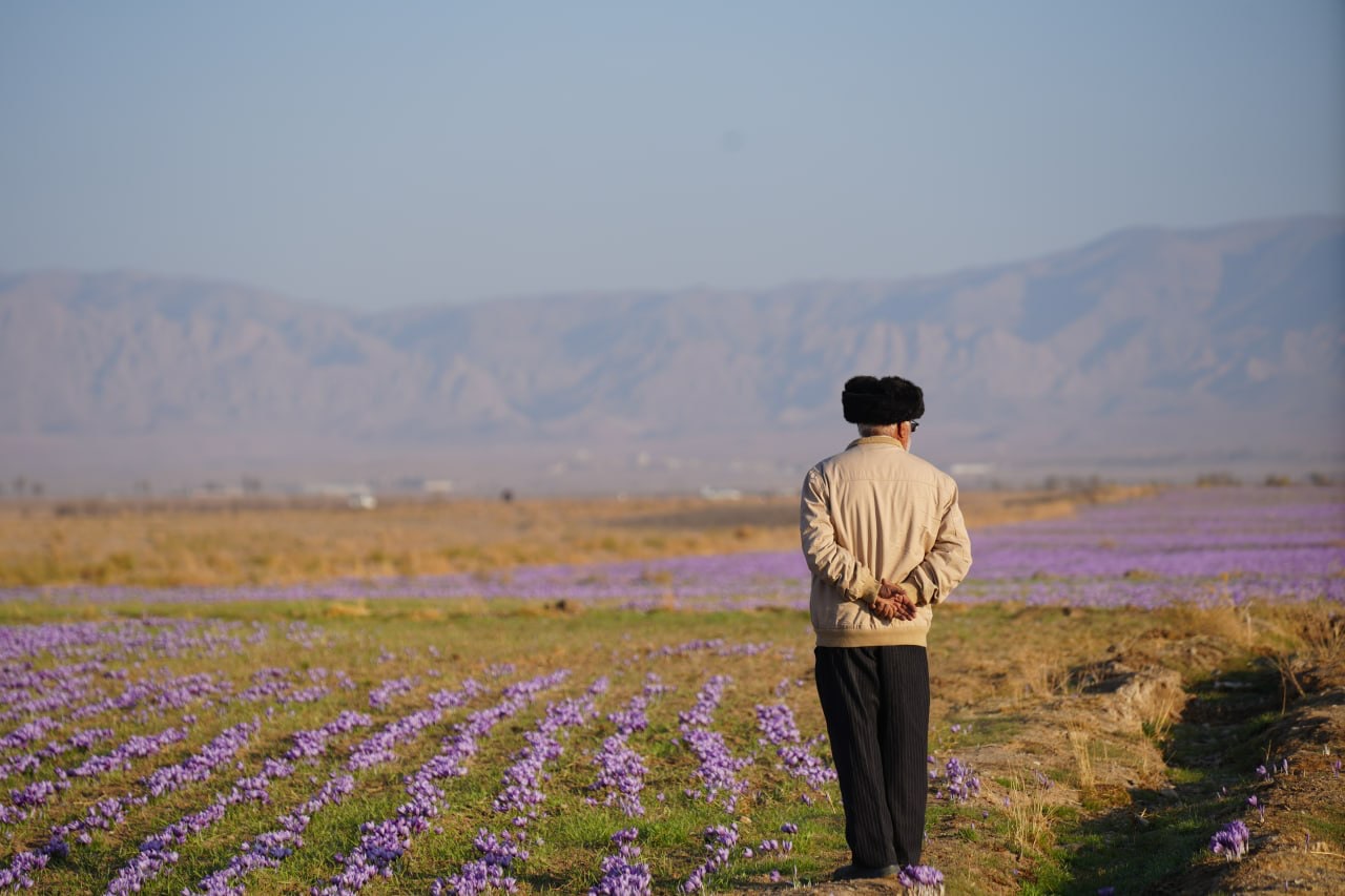 زعفران اکمی